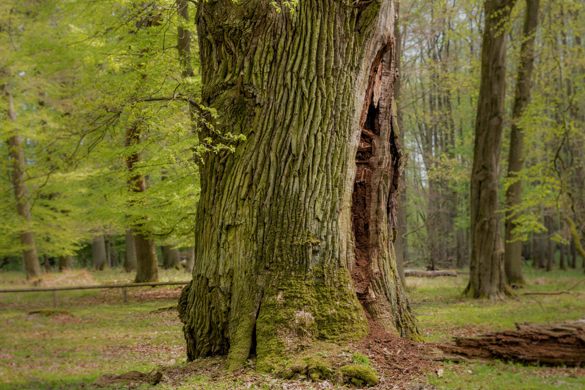 Waldesruh-Wald-04