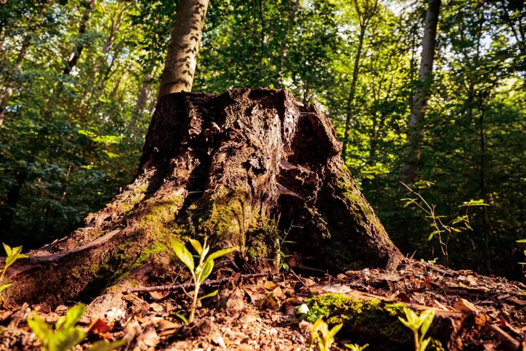 &copy;Harald-Lachner_20200924_IMG_0035