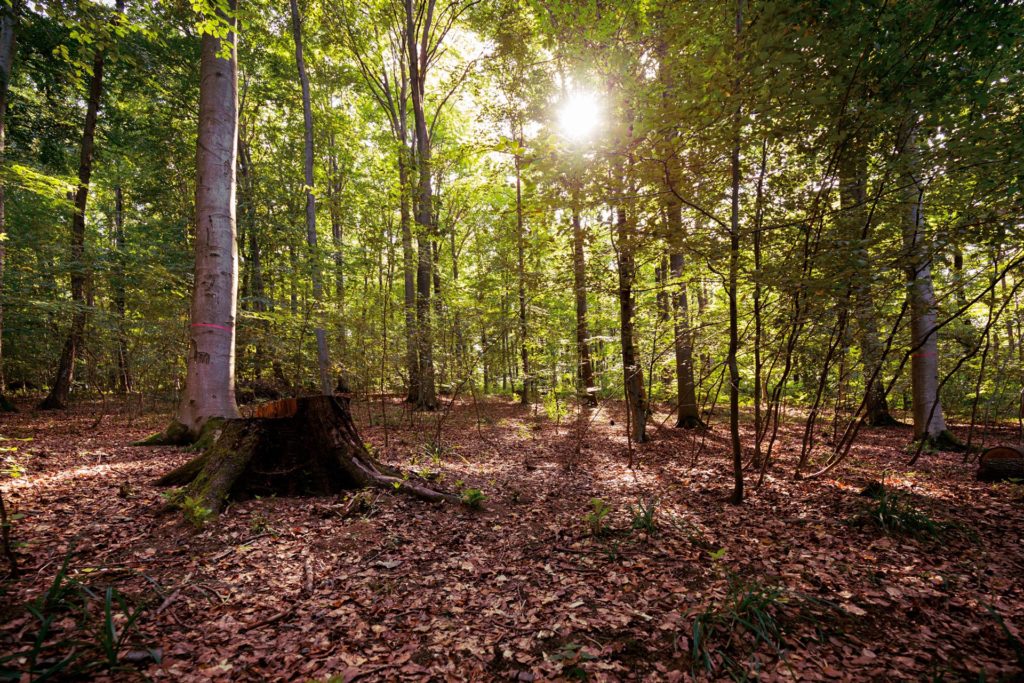 &copy;Harald-Lachner_20200924_IMG_0054