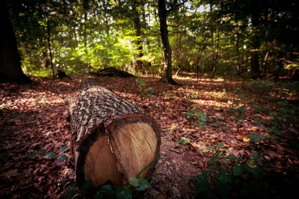 &copy;Harald-Lachner_20200924_IMG_0056